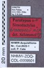 Etikett zu Simodactylus ornaticollis (Fleutiaux, 1934)